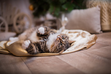 cat, new year holidays, christmas, christmas tree