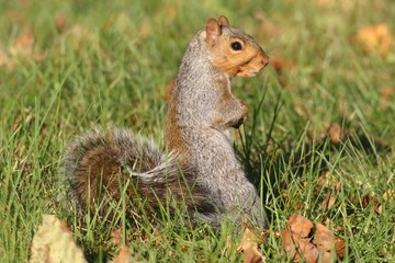 Gray Squirrel