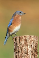 Eastern Bluebird