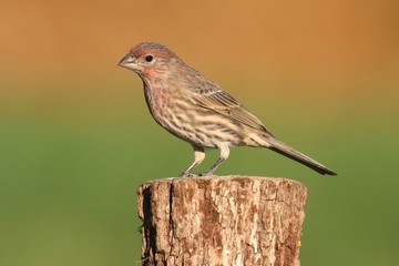 Male House Finch (Carpodacus mexicanus)