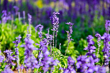Lavender In The Sunshine