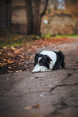 Naklejka na ściany i meble obedient dog breed border collie. Portrait, autumn, nature