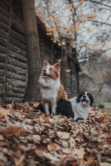 Naklejka na ściany i meble obedient dog breed border collie. Portrait, autumn, nature,