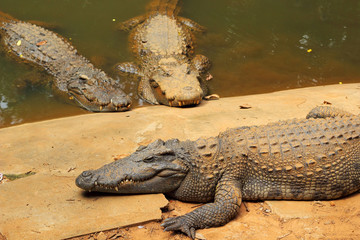 Crocodile in the nature