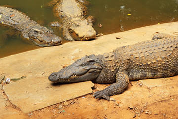 Crocodile in the nature