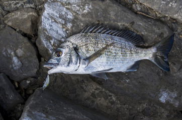 釣り上げたミナミクロダイ
