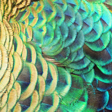 Fototapeta Zielone pawie pióra