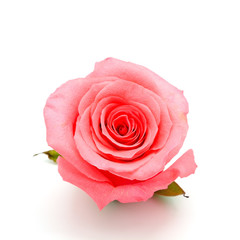 pink rose