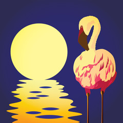 flamingo in the sun
