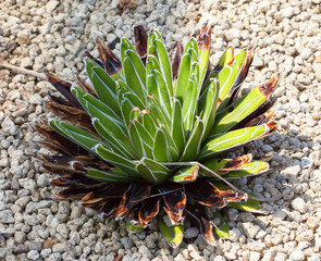 Fototapeta premium Agave victoriae-reginae, ASPARAGACEAE