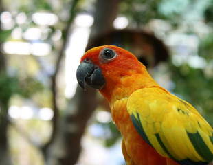 beautiful colorful parrot bird