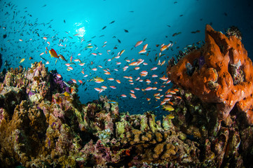 Naklejka na ściany i meble Various coral fishes, Gili Lombok Nusa Tenggara Barat underwater