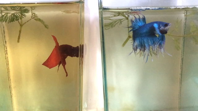 betta fish fight each other in fish jar