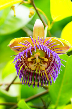 Passiflora laurifolia, ,Passifloraceae, Brazil