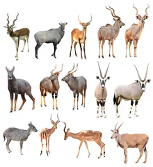 Foto auf Acrylglas Antilope männliche Antilope isoliert