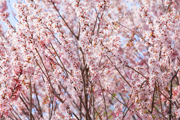 Beautiful pink sakura tree