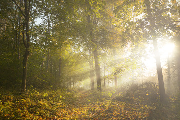 Sun rays in the morning in the forest with fog