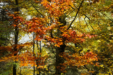 Tree with red leaves during a foggy day in fall