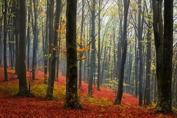 Fototapeta premium Red leaves and a foggy day in the forest