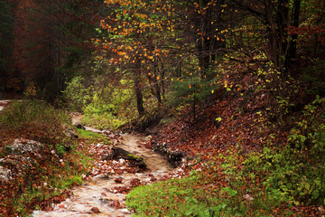 Small creek in the forest