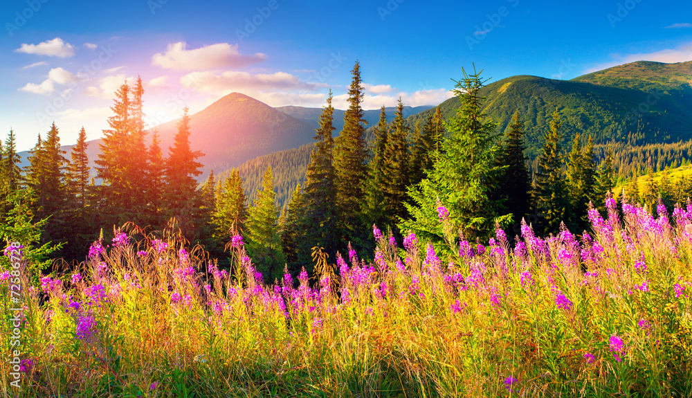 Sticker beautiful autumn landscape in the mountains with pink flowers.