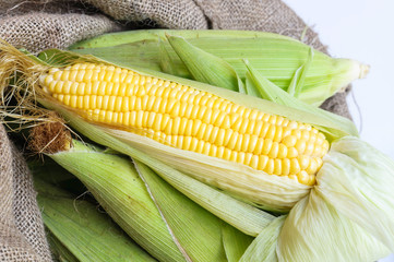 Corn isolated on a white background