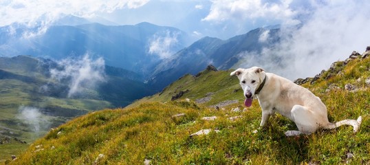 White dog in the mountains