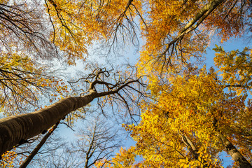 Autumn and forest with blue sky