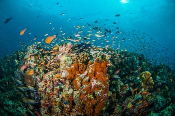 Various coral fishes, Gili Lombok Nusa Tenggara Barat underwater