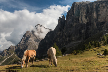 pair of chestnut horses grazing on meadow in Dolomites