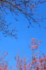 Cherry blossom against blue sky