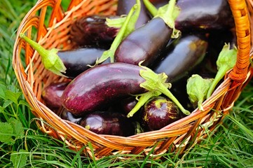 Fresh eggplant in basket on grass