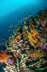 Various coral fishes, Gili Lombok Nusa Tenggara Barat underwater