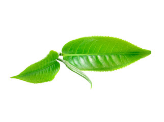 Obraz premium Green tea leaf isolated on white background