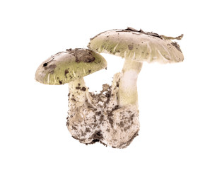 .Poisonous mushroom Amanita phalloides isolated