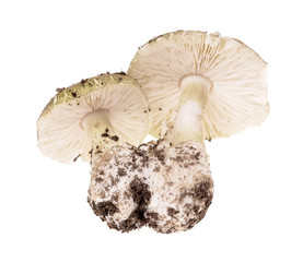 .Poisonous mushroom Amanita phalloides isolated