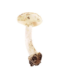 .Poisonous mushroom Amanita phalloides isolated