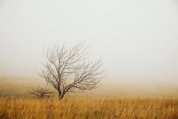 Lonely tree in the fog