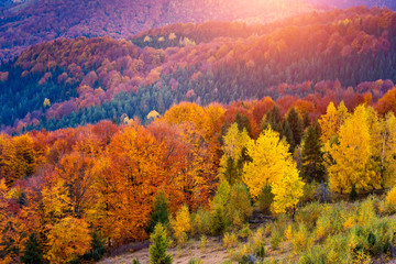 Naklejka premium colored autumn forest