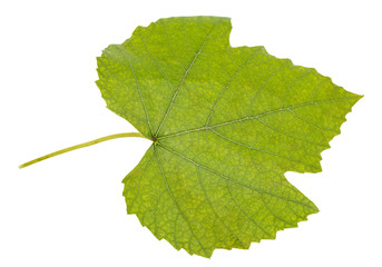 Green grape leaf