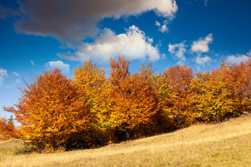 Naklejka premium colored autumn mountains