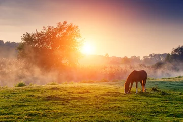 Fototapeten Pferde grasen auf der Weide © Leonid Tit