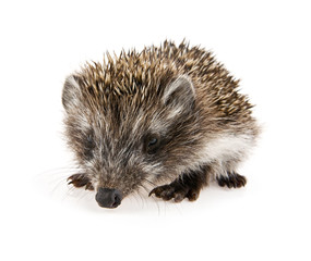 little hedgehog