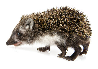 little hedgehog