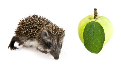 little hedgehog and apple