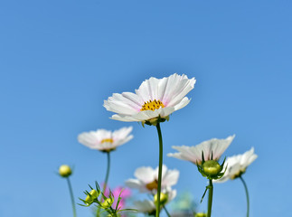 White cosmos flowers on blue sky closeup