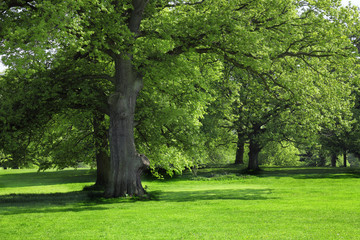 Fototapeta na wymiar Green grass under Big tree