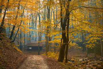 Autumn trail - 72593528