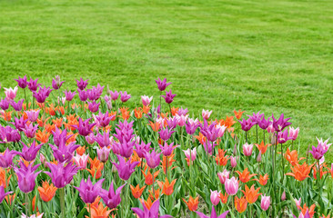 Field with pink and orange tulips