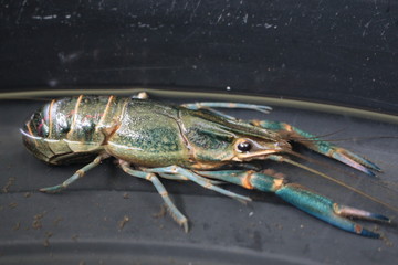 close-up macro crawfish or crayfish of lobster farm market